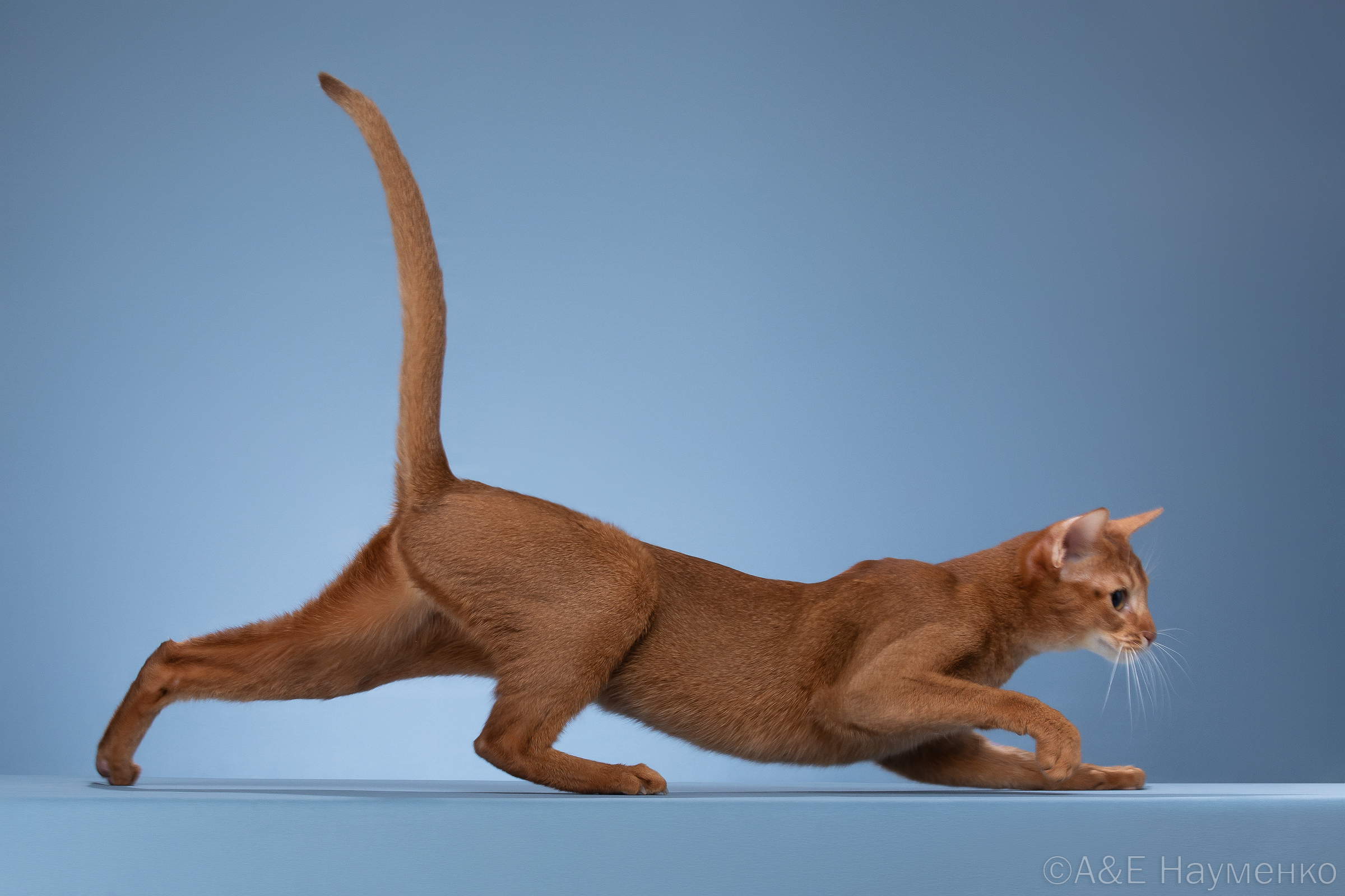 W.Ch.Master WCF.Ques Eis Prinz